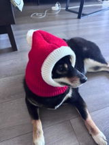Babydoggy review photo
