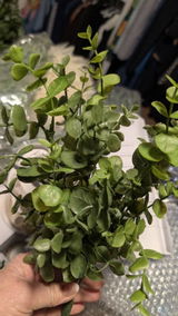 Etsy c. review photo