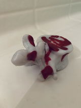 K.U. review photo