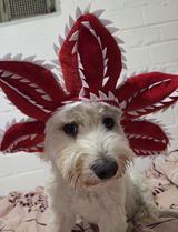 Haustier Kostüm Hund Kopfbdeckung Stranger Things Demogorgon Hundmütze Haustier Mütze