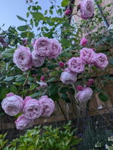 Sussex girl review photo
