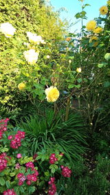 Beautiful Graham Thomas review photo