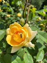 Anny Rose review photo