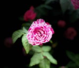Sarah Cobbold review photo