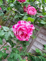 Sarah Cobbold review photo