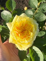 Emma Perring review photo