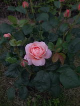 Anonymous review photo
