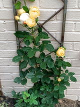Many thanks Linda review photo