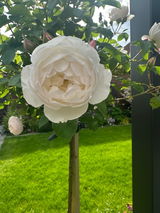 In my Gen X gardening era review photo