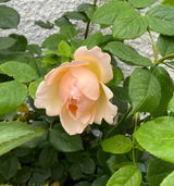Carole review photo