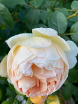 Amanda review photo