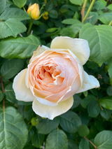 Amanda review photo