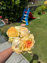 Roma Fernandes review photo