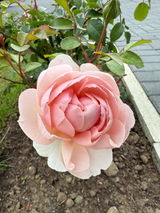 Rosebet review photo