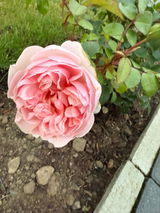 Rosebet review photo