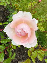 Rosebet review photo