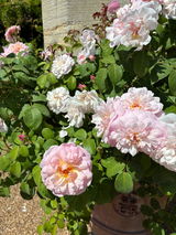 G Boulton review photo