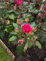 Jeevz review photo