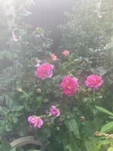 Princess Anne rose review photo