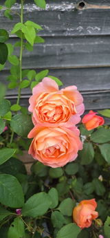 Eiram Khaled review photo