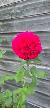 Eiram Khaled review photo