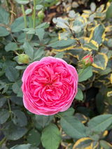Zohra Muthy review photo