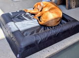 A dog owner review photo