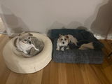 Lexi and olive review photo