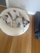 Lexi and olive review photo