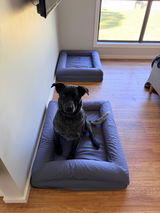 sofie review photo