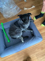 sofie review photo