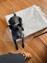 sofie review photo