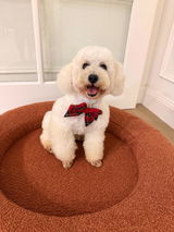 Pablo the Toy Poodle review photo