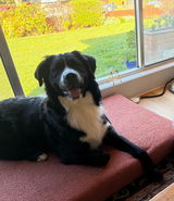 Izzy review photo