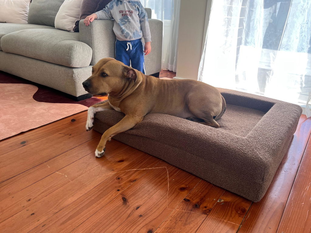 Memory Foam Dog Bed - Bouclé Cocoa