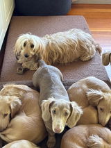 Dachshund House review photo