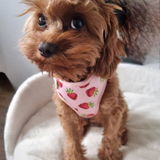 Daisy review photo