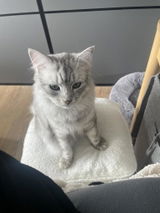 Amazon Customer review photo
