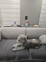 Lambie review photo