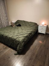 Wolfy review photo