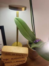 Diego Viana review photo