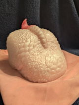 Logan G. review photo