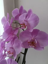 Vita Polishchuk review photo