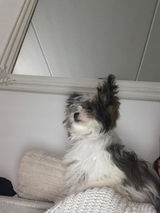 IPP Inter Pet Products B.V. review photo