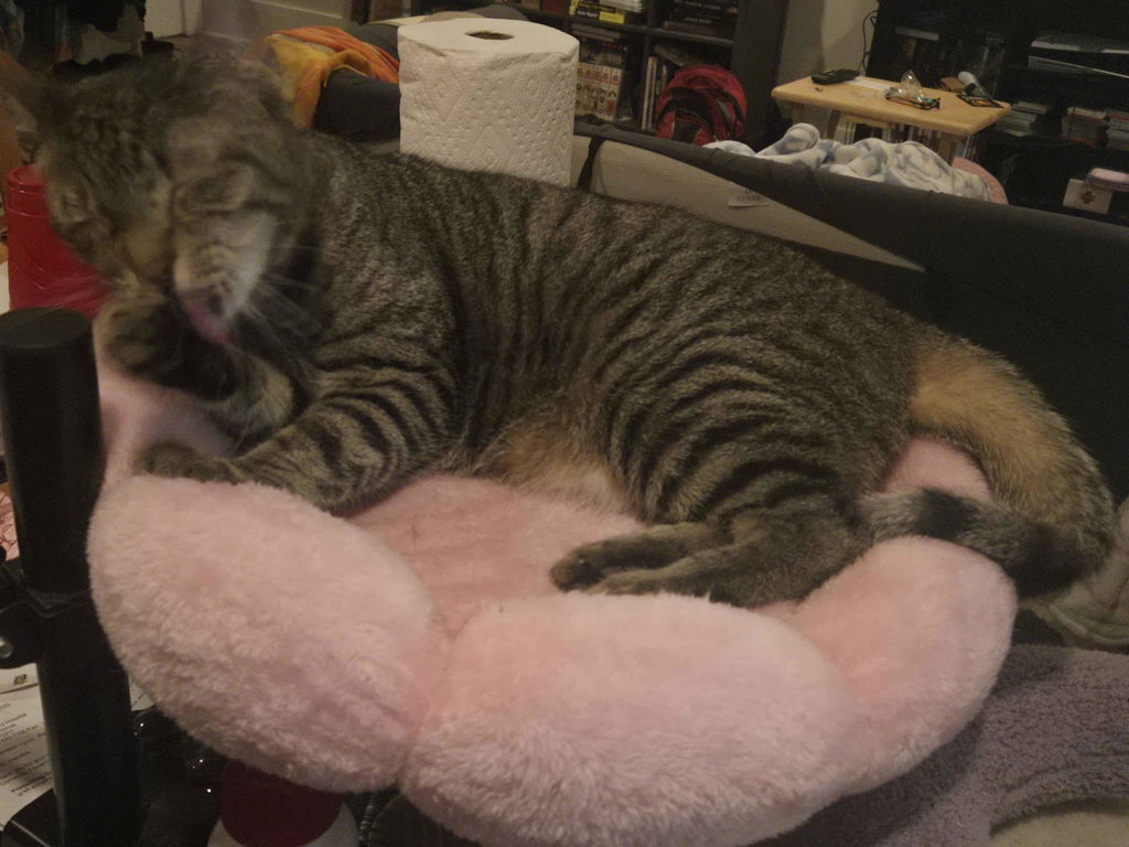 DeskPurrch Cat Bed