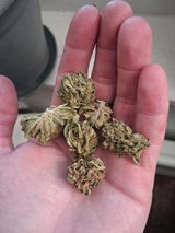 Fleur CBD: Moreau Big Bud