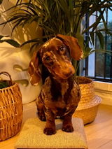 Christel review photo