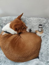 Nala le basenji review photo