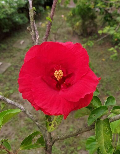 Anuj review photo