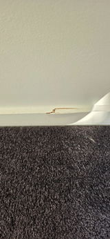 Harriet Van Rooyen review photo